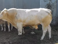 Buqa, Blonde d’Aquitane cattle — 4-rasm