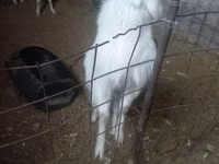 Cabra, Alpine goat — foto 4