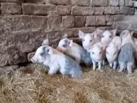 Porci (lot, sex nespecificat) — foto 4