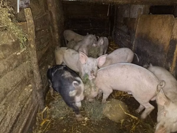 Eber, Schweine