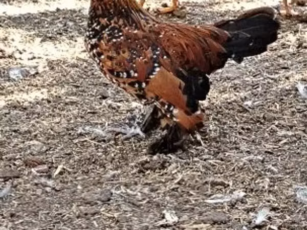 Poule danoise