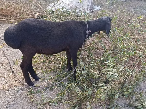 نعجة, Hissar sheep
