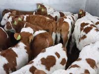 Taureau, Simmental cattle — photo 6