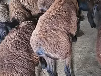 Țap, Boer goat — foto 6