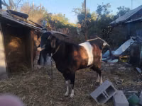 Țap, Nubian Goat — foto 1