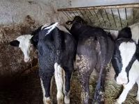 Kuh, Simmental cattle — Foto 6