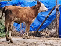 गाय, Simmental cattle — फ़ोटो 5