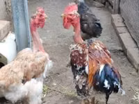 galinha dinamarquesa — foto 1