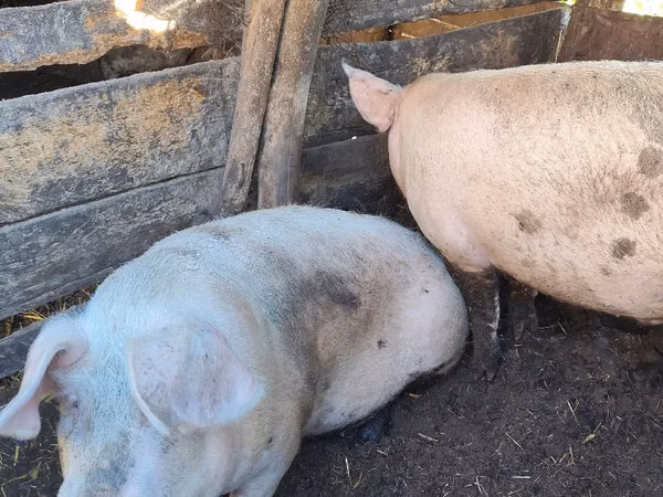 Vier, Porci