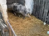 Scroafă, Porci — foto 8