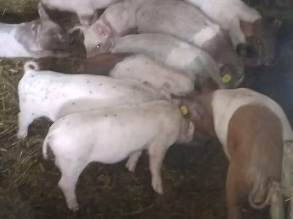 Vier, Porci