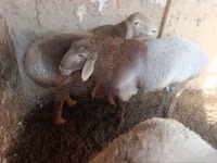 أغنام (دفعة، الجنس غير محدد), Arashan sheep — الصورة 2