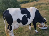 Vacă, Russian Black pied cattle — foto 1