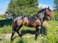 Aygʻir, Swedish warmblood horse — 8-rasm
