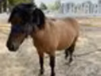 Otlar (partiya, jinsi ko‘rsatilmagan), Australian Pony — 6-rasm