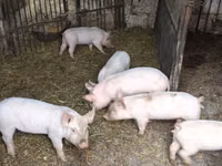 公猪, Pigs — 照片 2