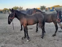 公马, Friesian — 照片 5