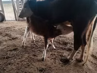 بقرة, Simmental cattle — الصورة 5