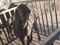 Qoç, Aland sheep — foto 1