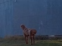 Carnero, Rhon sheep — foto 1