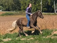 Cal, Friesian — foto 8