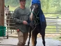 Aygʻir, Rocky Mountain Horse — 5-rasm