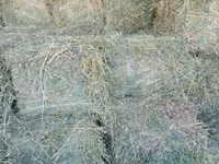 Vind baloți de lucerna 1 cosire-50lei/balot, a2-cosire 60lei balot.Sunt frunzoși și păstrați foarte — foto 2