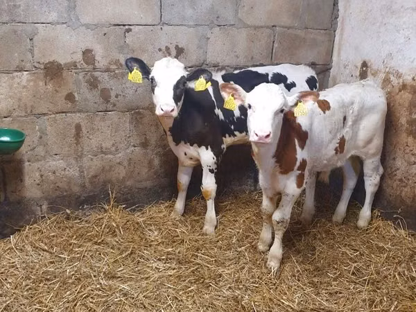 ثور, Simmental cattle