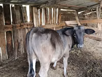 Buğa, Swiss cattle — foto 2