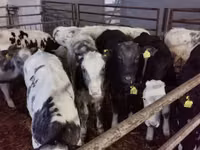 Buqa, Russian Black pied cattle — 2-rasm