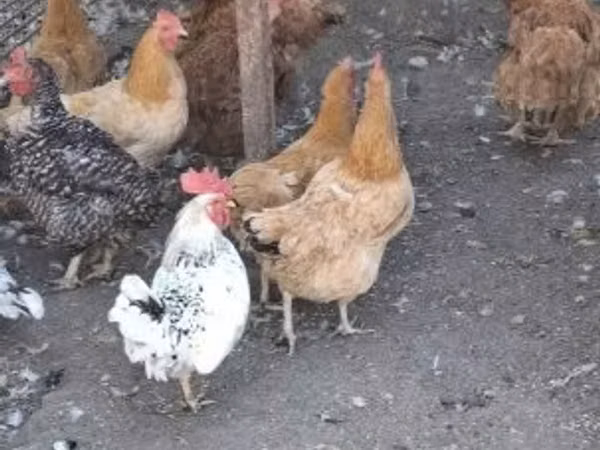gallina danesa