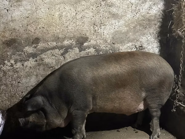 Vier, Porci