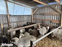 Bélier, Merino sheep — photo 4