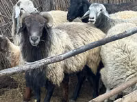 Berbec, Karakul sheep — foto 1