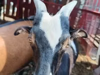 Cabro, Cabras — foto 1