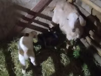 عنزة, Alpine goat — الصورة 7