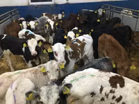 Vacă, Bovine — foto 1
