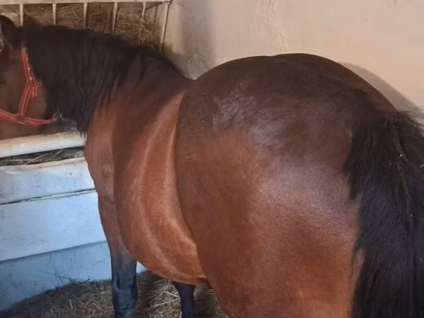 公马, Horses
