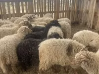 Moutons (lot, sexe non indiqué), Suffolk sheep — photo 1