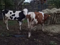 Vaca, Russian Black pied cattle — foto 2