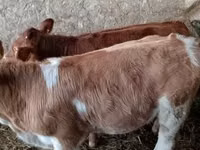 Bull, Limousin cow — photo 3