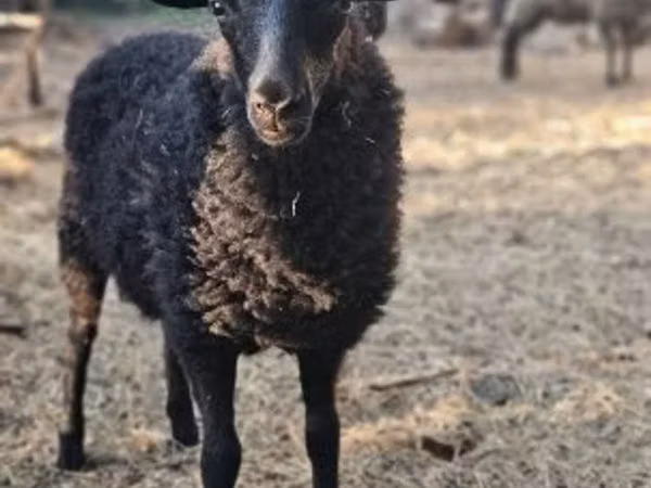 Oaie, Racka sheep