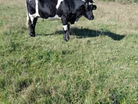 İnək, Russian Black pied cattle — foto 4