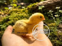 Quails — photo 2
