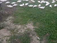 Pekin german — foto 3