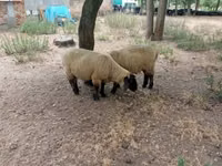 Berbec, White Suffolk sheep — foto 3