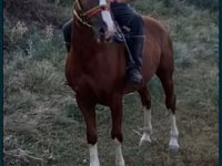 Aygʻir, Tatar horse — 1-rasm