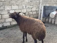 كبش, Red Karaman sheep — الصورة 3