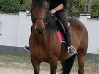 Iapă, Hungarian horse breed — foto 2