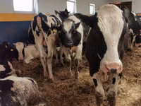 Buqa, Simmental cattle — 6-rasm